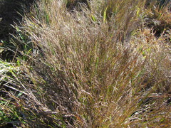 Restio femineus