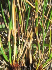 Restio femineus