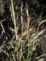 Restio femineus