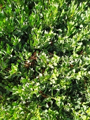 Limoniastrum monopetalum