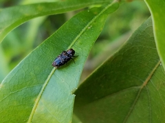 Brachys ovatus
