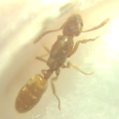 Cryptopone ochracea