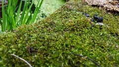 Bryophyta