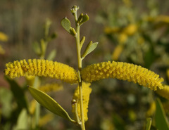 Acacia acradenia