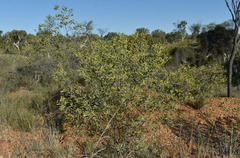 Acacia acradenia