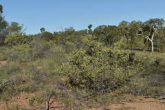 Acacia acradenia