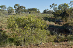 Acacia acradenia