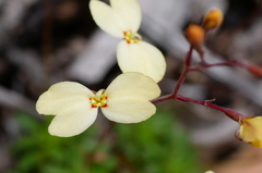 Stylidium spathulatum