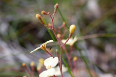 Stylidium spathulatum