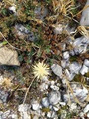 Centaurea dichroantha