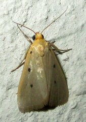 Mimasura tripunctoides
