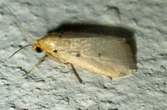 Mimasura tripunctoides