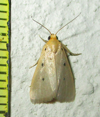 Mimasura tripunctoides