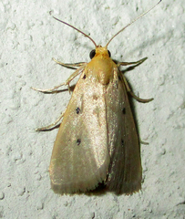 Mimasura tripunctoides