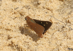 Hesperilla trimaculata