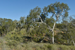 Melaleuca tamariscina