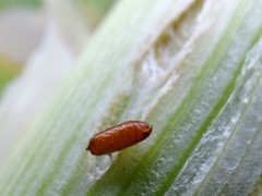 Phytomyza gymnostoma