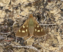 Hesperilla trimaculata