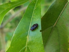 Brachys ovatus