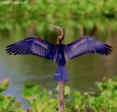 Anhinga melanogaster