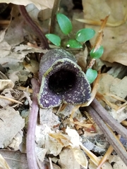 Hexastylis virginica