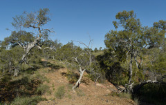 Melaleuca tamariscina