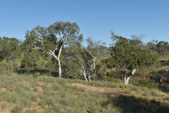 Melaleuca tamariscina
