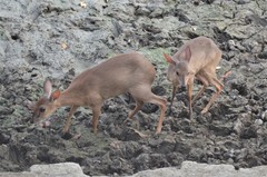 Nesotragus moschatus