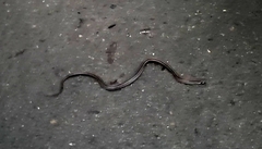 Oligodon octolineatus