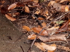 Oligodon octolineatus