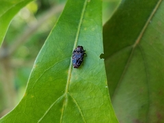 Brachys ovatus