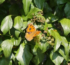 Junonia almana almana