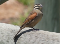 Emberiza capensis limpopoensis