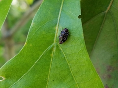 Brachys ovatus