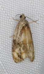 Zomaria interruptolineana