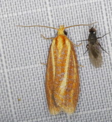 Sparganothis tristriata