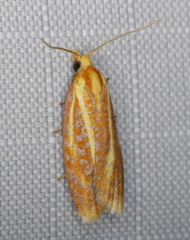 Sparganothis tristriata