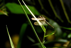 Neurothemis fluctuans