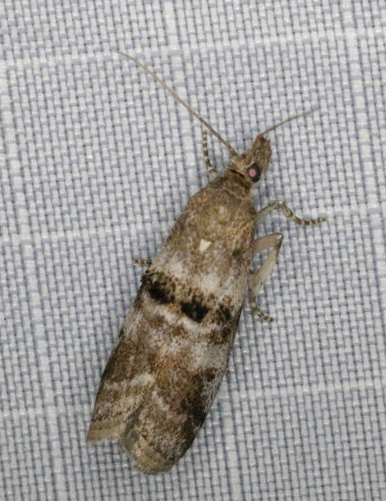 Ortholepis rhodorella