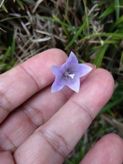 Adenophora morrisonensis