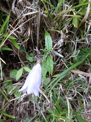 Adenophora morrisonensis