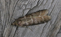 Ortholepis pasadamia