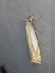 Crambus lyonsellus