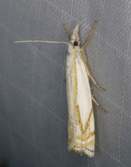 Crambus lyonsellus