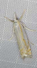 Crambus lyonsellus