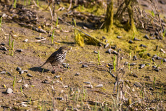 Passerculus sandwichensis beldingi