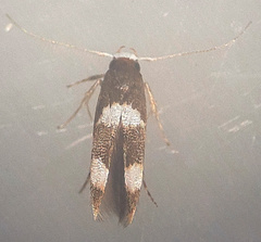 Stathmopoda paradiplaspis