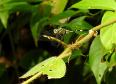 Orthetrum sabina