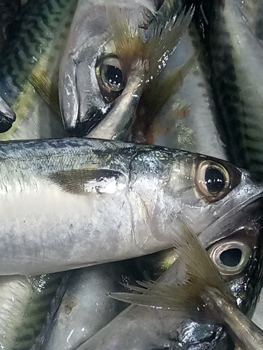 Atlantic chub mackerel (Scomber colias) — Scombridae — 3