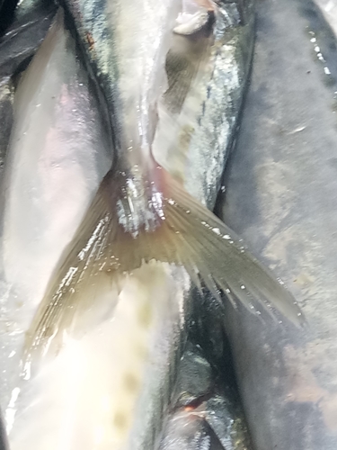 Atlantic chub mackerel (Scomber colias) — Scombridae — 4